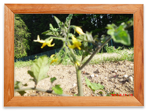 庭にすいせんが、たくさん咲きました。