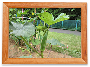 2015年6月19日 「収穫を迎えました」