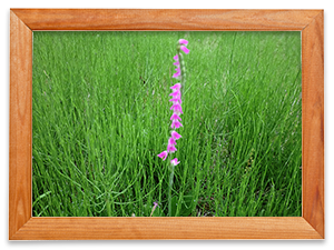 2015年7月6日 「ネジバナが咲いています」