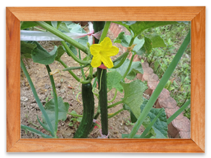 2015年6月19日 「収穫を迎えました」