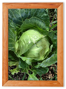 「稔の秋 苑の野菜畑でかわいいキャベツを収穫しました」